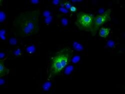 PTPRE Mouse anti-Human, Clone: OTI3H8, lyophilized, TrueMAB 100 &mu;g;