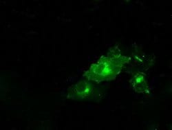 PTPRE Mouse anti-Human, Clone: OTI3D4, lyophilized, TrueMAB 100 &mu;g;