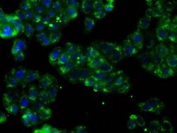PTPRE Mouse anti-Human, Clone: OTI3D4, lyophilized, TrueMAB 100 &mu;g;