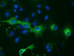 PTPRE Mouse anti-Human, Clone: OTI4G2, lyophilized, TrueMAB 100 &mu;g;