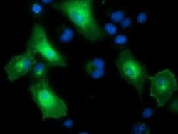 PTPRE Monoclonal Antibody (OTI3H3), TrueMAB , OriGene 100 &mu;L; Unconjugated:Antibodies,