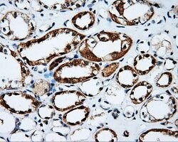 PTPRE Mouse anti-Human, Clone: OTI5F2, lyophilized, TrueMAB 100 &mu;g;