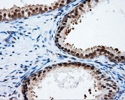 PTPRE Mouse anti-Human, Clone: OTI5E8, lyophilized, TrueMAB 100 &mu;g;