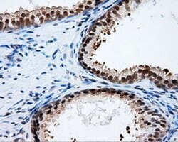 PTPRE Monoclonal Antibody (OTI5E8), TrueMAB , OriGene 100 &mu;L; Unconjugated:Antibodies,