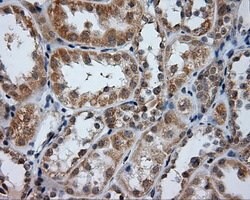 PTPRE Mouse anti-Human, Clone: OTI5E8, lyophilized, TrueMAB 100 &mu;g;