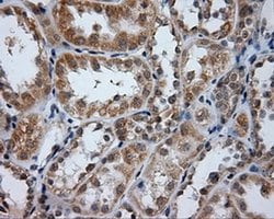 PTPRE Monoclonal Antibody (OTI5E8), TrueMAB , OriGene 100 &mu;L; Unconjugated:Antibodies,