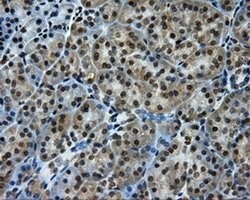 PTPRE Monoclonal Antibody (OTI3H8), TrueMAB , OriGene 30 &mu;L; Unconjugated:Antibodies,