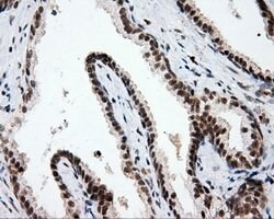 PTPRE Mouse anti-Human, Clone: OTI3H8, lyophilized, TrueMAB 100 &mu;g;