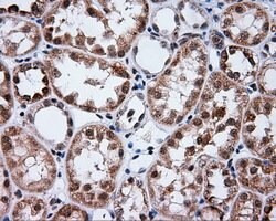 PTPRE Mouse anti-Human, Clone: OTI3H8, lyophilized, TrueMAB 100 &mu;g;