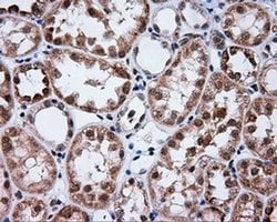 PTPRE Monoclonal Antibody (OTI3H8), TrueMAB , OriGene 30 &mu;L; Unconjugated:Antibodies,