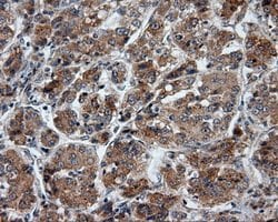 PTPRE Mouse anti-Human, Clone: OTI3H8, lyophilized, TrueMAB 100 &mu;g;