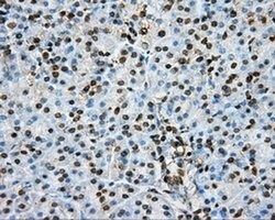 PTPRE Mouse anti-Human, Clone: OTI3D4, liquid, TrueMAB 100 &mu;L; Unconjugated:Antibodies,