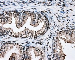 PTPRE Mouse anti-Human, Clone: OTI3D4, liquid, TrueMAB 100 &mu;L; Unconjugated:Antibodies,