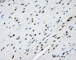 PTPRE Mouse anti-Human, Clone: OTI3D4, liquid, TrueMAB 100 &mu;L; Unconjugated:Antibodies,