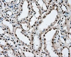 PTPRE Mouse anti-Human, Clone: OTI3D4, lyophilized, TrueMAB 100 &mu;g;