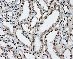 PTPRE Mouse anti-Human, Clone: OTI3D4, liquid, TrueMAB 100 &mu;L; Unconjugated:Antibodies,