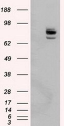 PTPRE Mouse anti-Human, Clone: OTI5F2, lyophilized, TrueMAB 100 &mu;g;