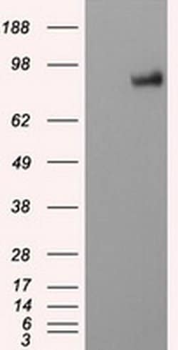 PTPRE Monoclonal Antibody (OTI5E5), TrueMAB , OriGene 30 &mu;L | Buy Online | OriGene | Fisher Scientific