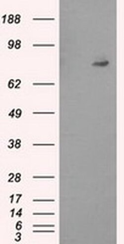 PTPRE Monoclonal Antibody (OTI2C11), TrueMAB , OriGene 30 &mu;L; Unconjugated:Antibodies,