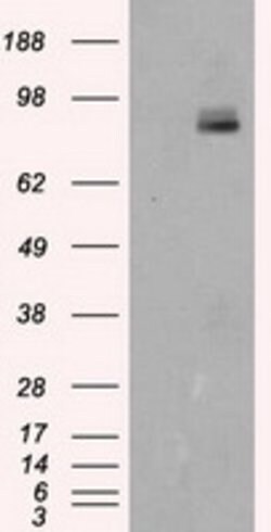 PTPRE Mouse anti-Human, Clone: OTI5E8, lyophilized, TrueMAB 100 &mu;g;