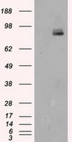 PTPRE Monoclonal Antibody (OTI5E8), TrueMAB , OriGene 100 &mu;L; Unconjugated:Antibodies,
