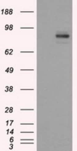 PTPRE Mouse anti-Human, Clone: OTI3H8, lyophilized, TrueMAB 100 &mu;g;