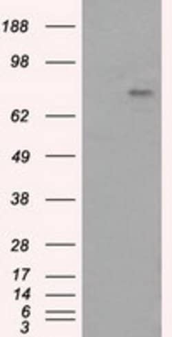 PTPRE Mouse anti-Human, Clone: OTI3D4, lyophilized, TrueMAB 100 &mu;g;