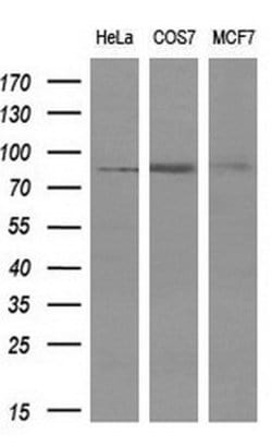 PTPRE Mouse anti-Human, Clone: OTI3D4, lyophilized, TrueMAB 100 &mu;g;