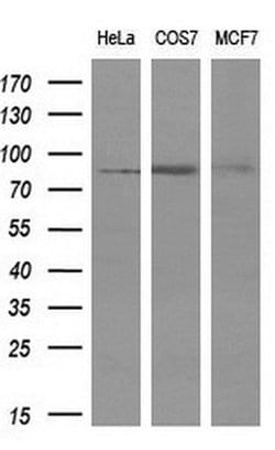 PTPRE Mouse anti-Human, Clone: OTI3D4, liquid, TrueMAB 100 &mu;L; Unconjugated:Antibodies,