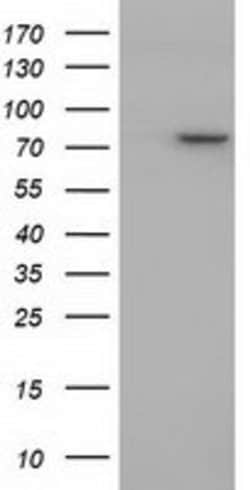 PTPRE Mouse anti-Human, Clone: OTI4G2, lyophilized, TrueMAB 100 &mu;g;