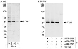 PTRF Rabbit anti-Human, Polyclonal, Bethyl Laboratories 100 &mu;L; Unconjugated:Antibodies,
