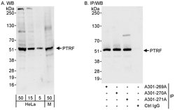 PTRF Rabbit anti-Human, Mouse, Polyclonal, Bethyl Laboratories 100 &mu;l;