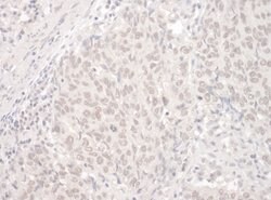 PUF60 Rabbit anti-Human, Polyclonal, Bethyl Laboratories 100 &mu;L; Unconjugated:Antibodies,