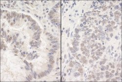 PUF60 Rabbit anti-Human, Mouse, Polyclonal, Bethyl Laboratories 100 &mu;L;