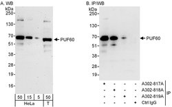 PUF60 Rabbit anti-Human, Polyclonal, Bethyl Laboratories 100 &mu;L; Unconjugated:Antibodies,