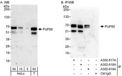 PUF60 Rabbit anti-Human, Mouse, Polyclonal, Bethyl Laboratories 100 &mu;L;