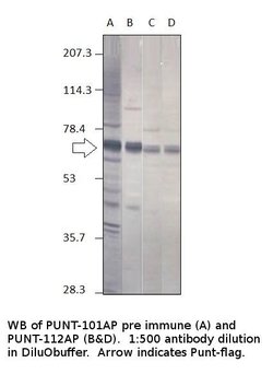 Punt Rabbit anti-Drosophila, Polyclonal, FabGennix 200 &mu;L; Unconjugated:Antibodies,