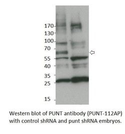 Punt Rabbit anti-Drosophila, Polyclonal, FabGennix 200 &mu;L; Unconjugated:Antibodies,