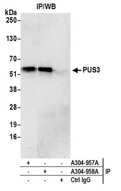 PUS3 Rabbit anti-Human, Polyclonal, Bethyl Laboratories 100 &mu;L; Unconjugated:Antibodies,