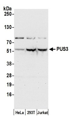 PUS3 Rabbit anti-Human, Polyclonal, Bethyl Laboratories 100 &mu;L | Buy Online | Bethyl Laboratories, Inc | Fisher Scientific