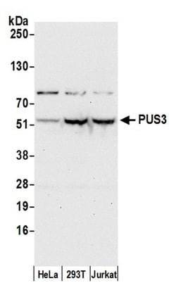 PUS3 Polyclonal Antibody, Bethyl Laboratories 20 &mu;L; Unconjugated:Antibodies,