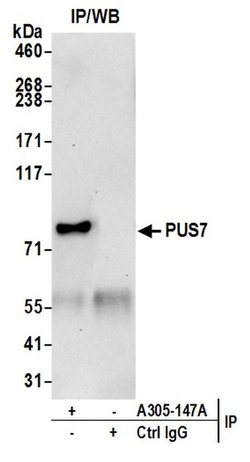 PUS7 Rabbit anti-Human, Polyclonal, Bethyl Laboratories 10 &mu;L; Unconjugated:Antibodies,