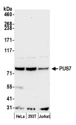 PUS7 Polyclonal Antibody, Bethyl Laboratories 20 &mu;l; Unlabeled:Antibodies,