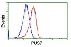 PUS7 Mouse anti-Canine, Human, Rat, Clone: OTI4C6, liquid, TrueMAB 100