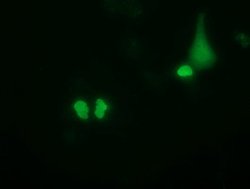 PUS7 Mouse anti-Canine, Human, Rat, Clone: OTI4C6, lyophilized, TrueMAB 100 &mu;g | Buy Online | OriGene | Fisher Scientific