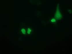 PUS7 Mouse anti-Canine, Human, Rat, Clone: OTI4C6, liquid, TrueMAB 100