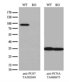 PUS7 Monoclonal Antibody (OTI4A2), TrueMAB , OriGene 30 &mu;L; Unconjugated:Antibodies,