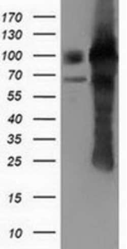 PUS7 Mouse anti-Canine, Human, Rat, Clone: OTI5F12, lyophilized, TrueMAB