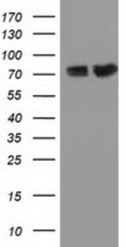 PUS7 Mouse anti-Canine, Human, Rat, Clone: OTI4C6, lyophilized, TrueMAB 100 &mu;g | Buy Online | OriGene | Fisher Scientific