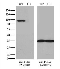 PUS7 Mouse anti-Canine, Human, Rat, Clone: OTI4C6, lyophilized, TrueMAB 100 &mu;g | Buy Online | OriGene | Fisher Scientific